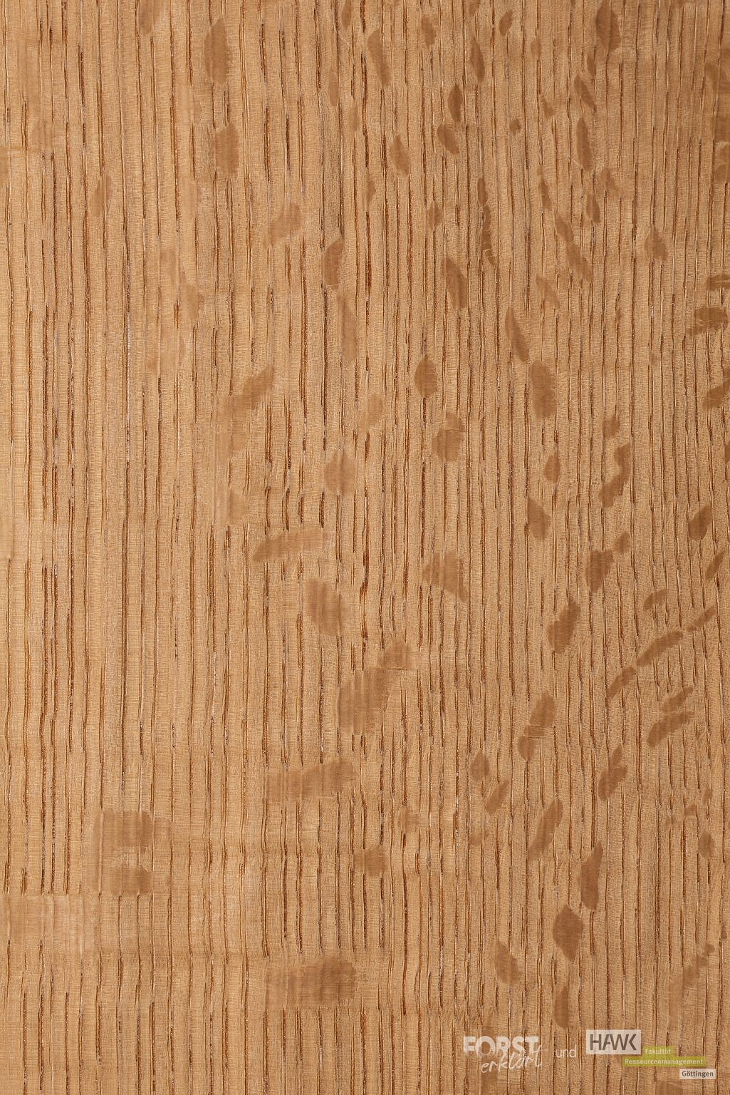 Unsere Bäume - Die Eiche - Forst erklärt