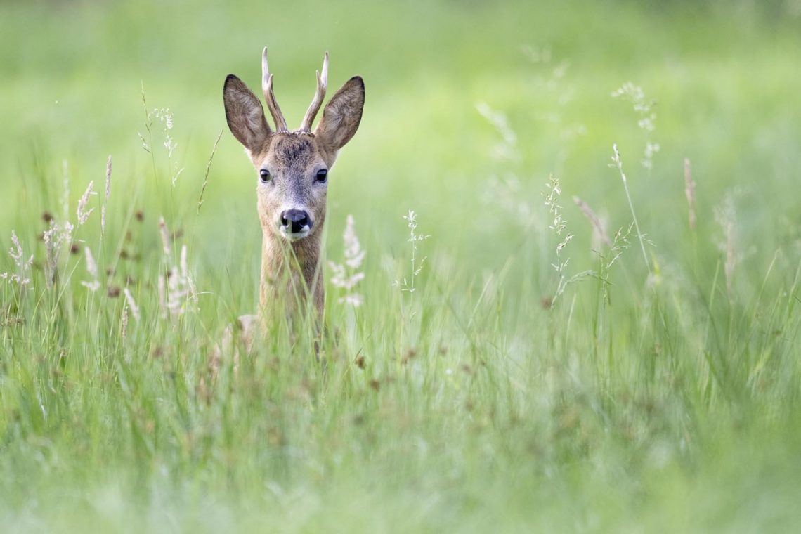 Unser Wild: Das Reh - Forst erklärt