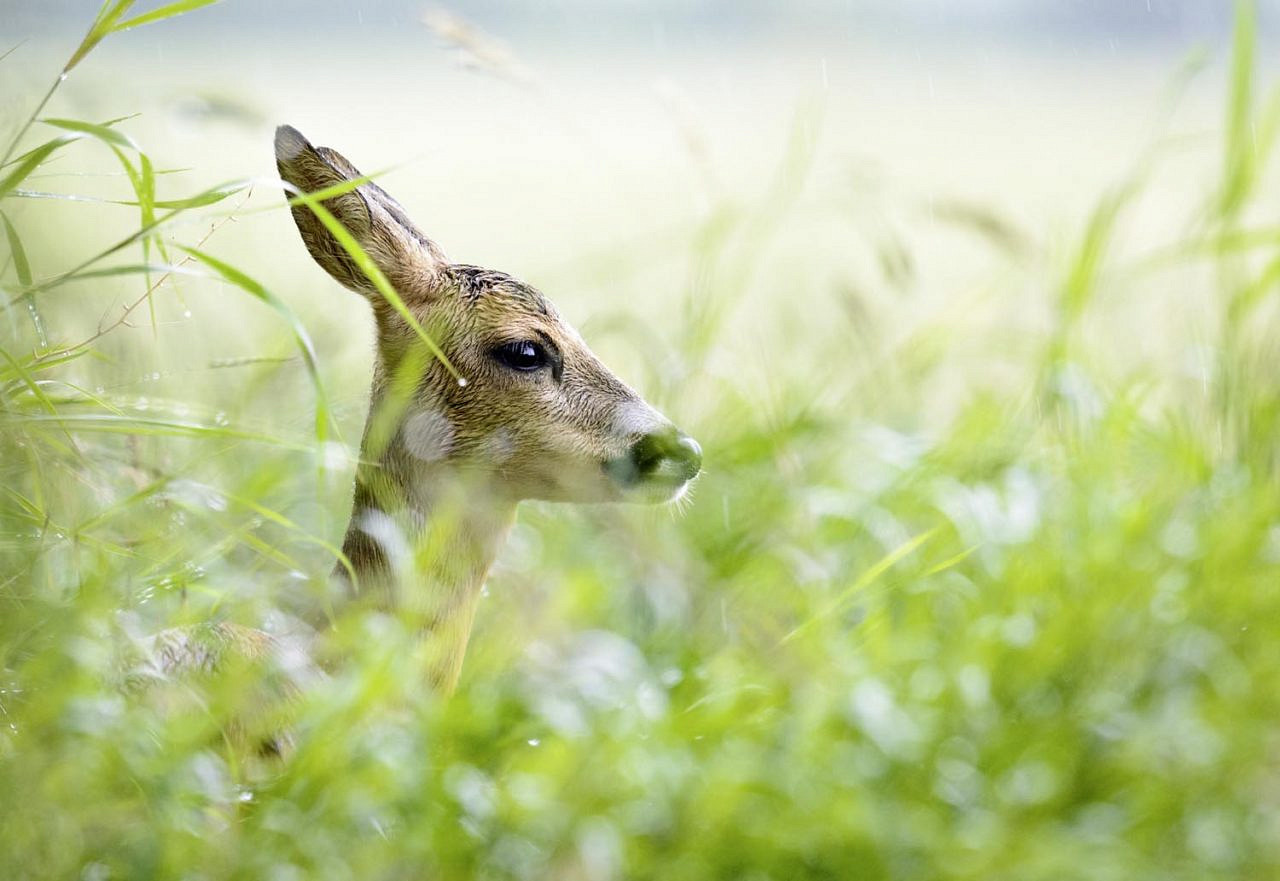 Wohin Geht Ein Reh Mit Haarausfall Unser Wild: Das Reh - Forst erklärt