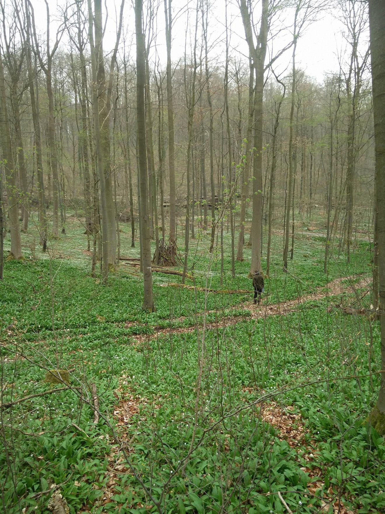 Forst studieren in Deutschland Möglichkeiten und Wege zum