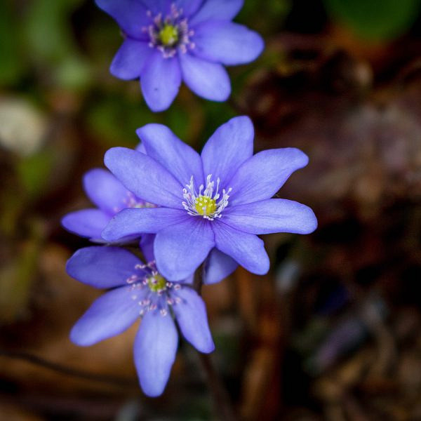 Das Leberblümchen