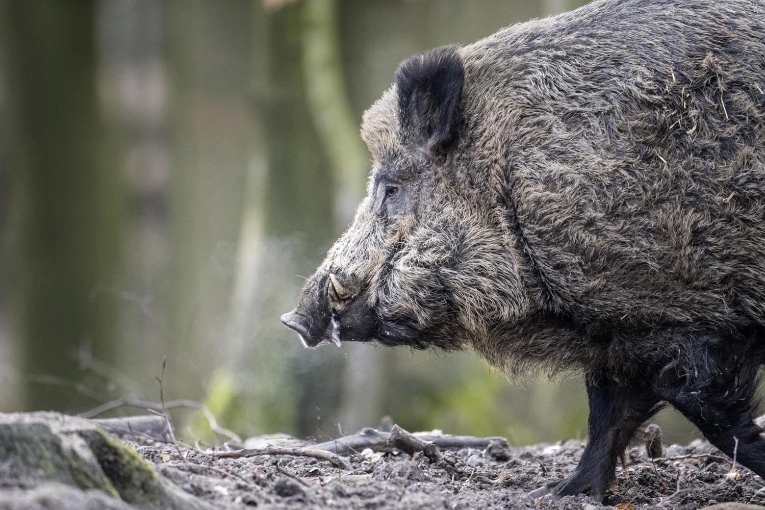 Unser Wild: Das Wildschwein - Forst erklärt