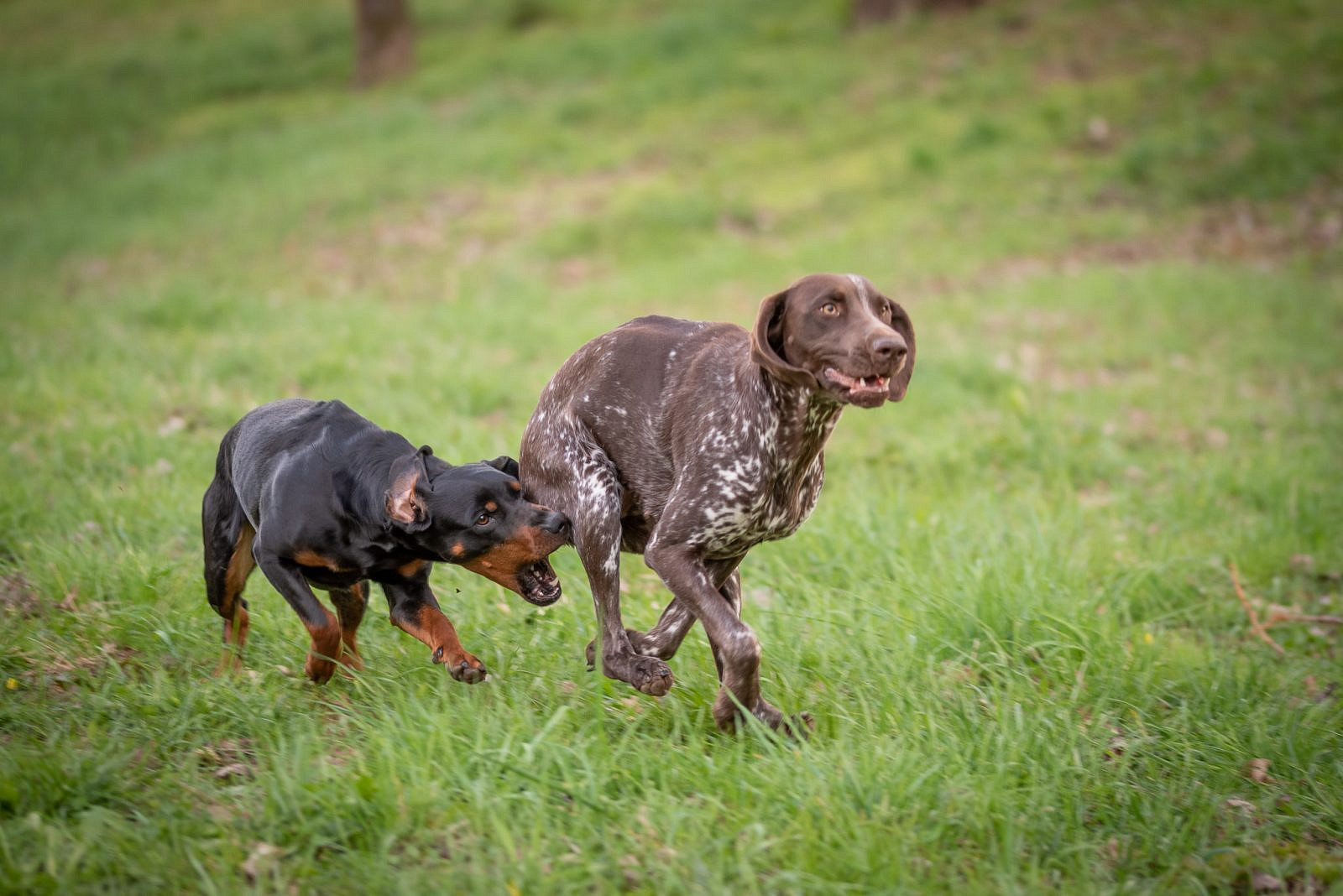 Jagd Archive - Forst erklärt