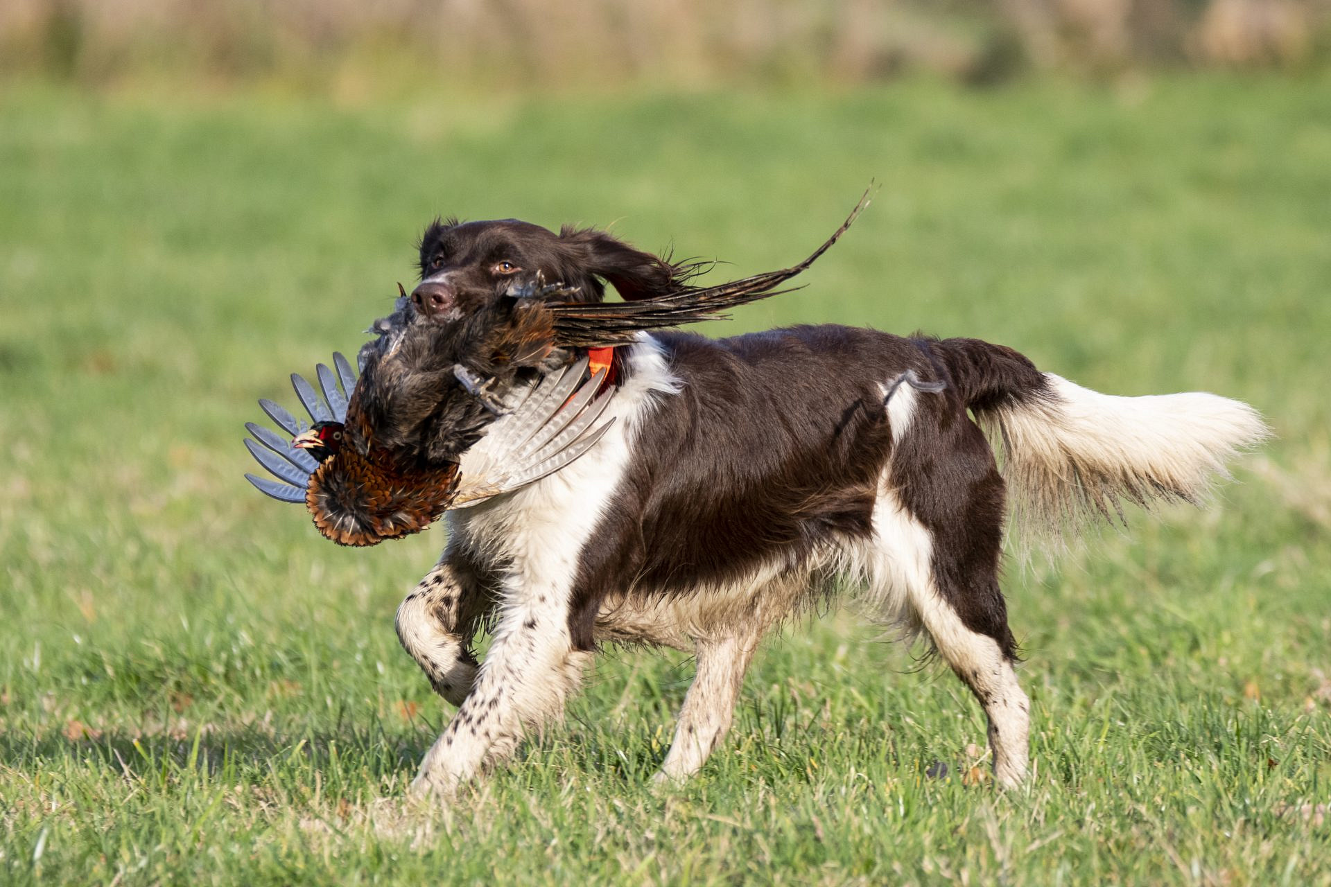 Jagdhunde, denn "Jagd ohne Hund ist Schund" - Forst erklärt