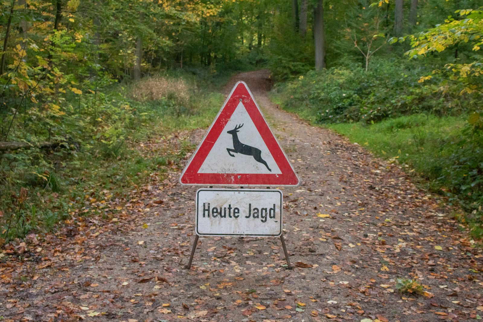 Drückjagd Die bunten Menschen im Wald Forst erklärt