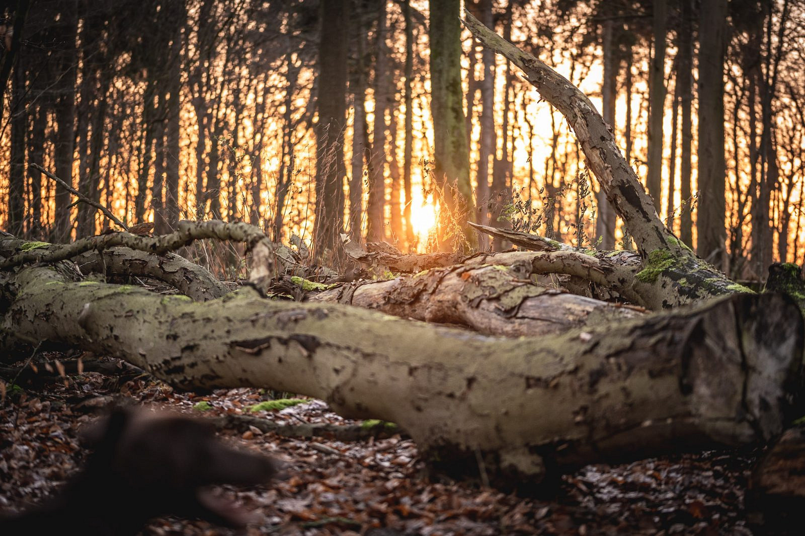 FFHGebiete Naturschutz der besonderen Art Forst erklärt