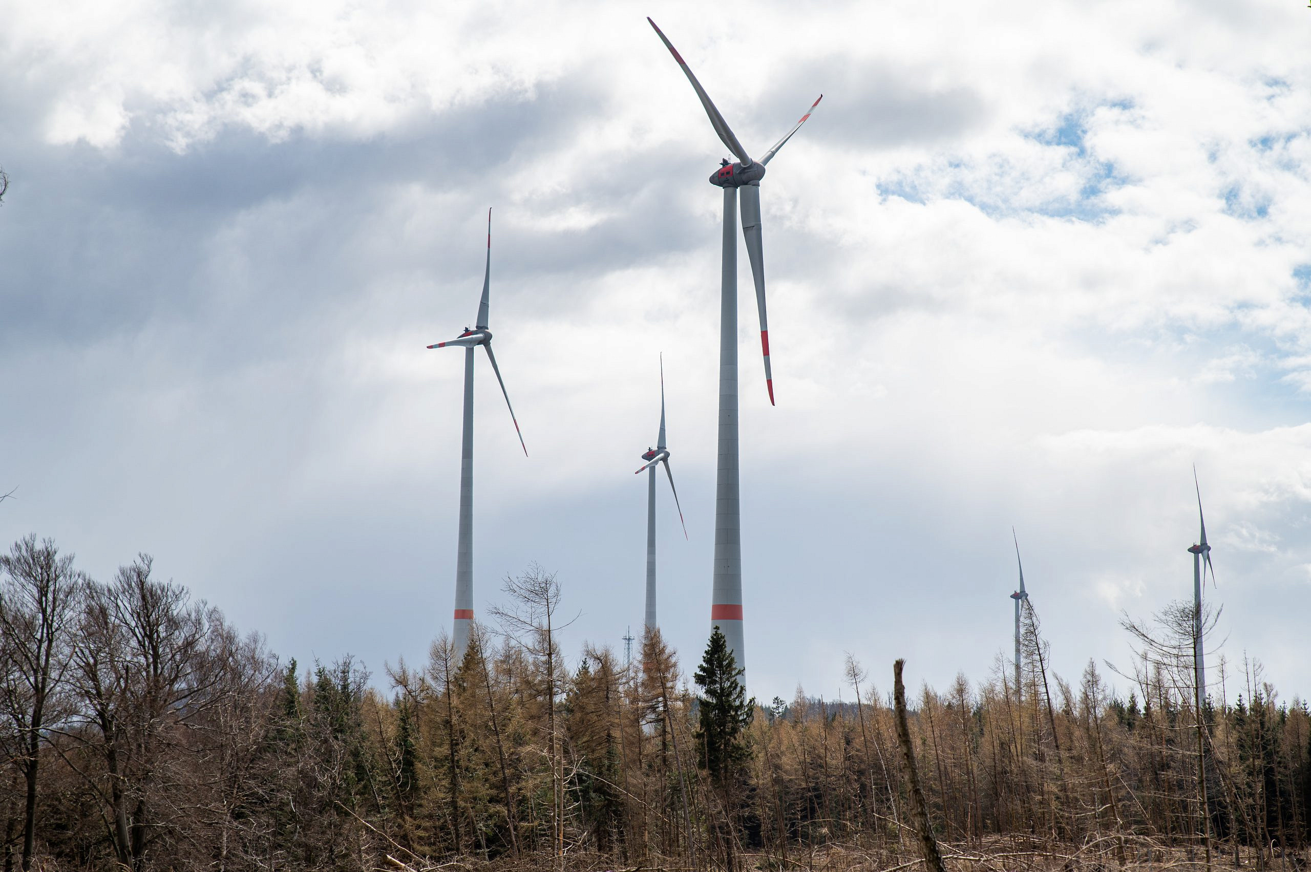 Windenergie aus dem Wald – Kampf gegen den Klimawandel zu Lasten des Naturschutz’?