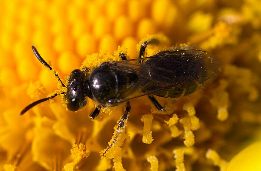 Bienen – was summt und brummt denn da?