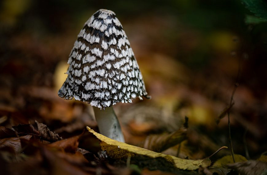 Pilze sammeln im Wald – Was gibt es zu beachten?