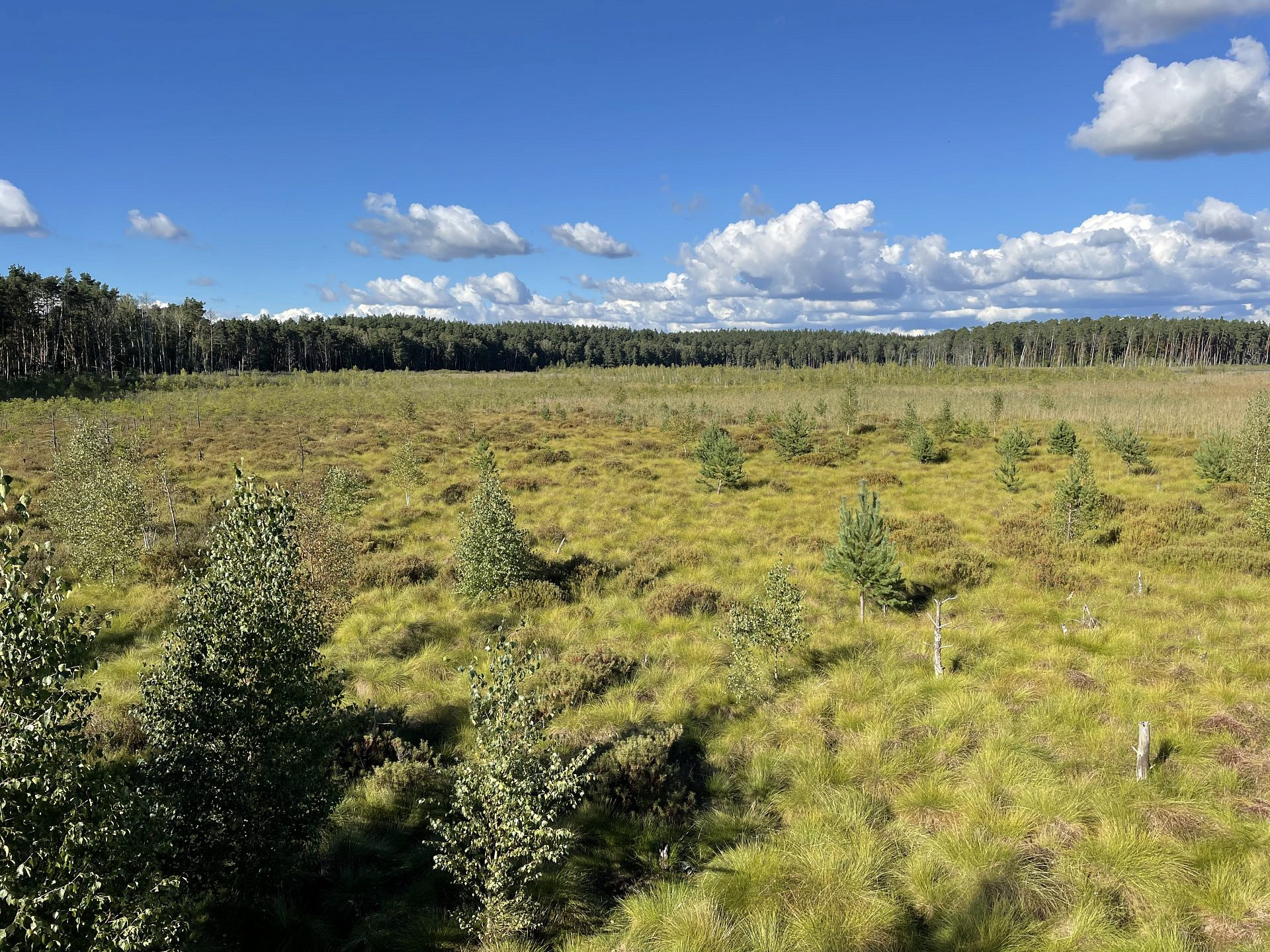 Moore Unterschätzte Klimaschützer Forst erklärt