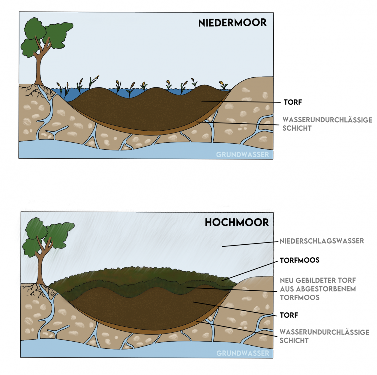 Moore Unterschätzte Klimaschützer Forst erklärt