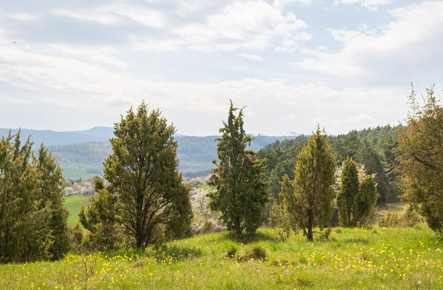 Unsere Sträucher – Gemeiner Wacholder  (Juniperus communis) 