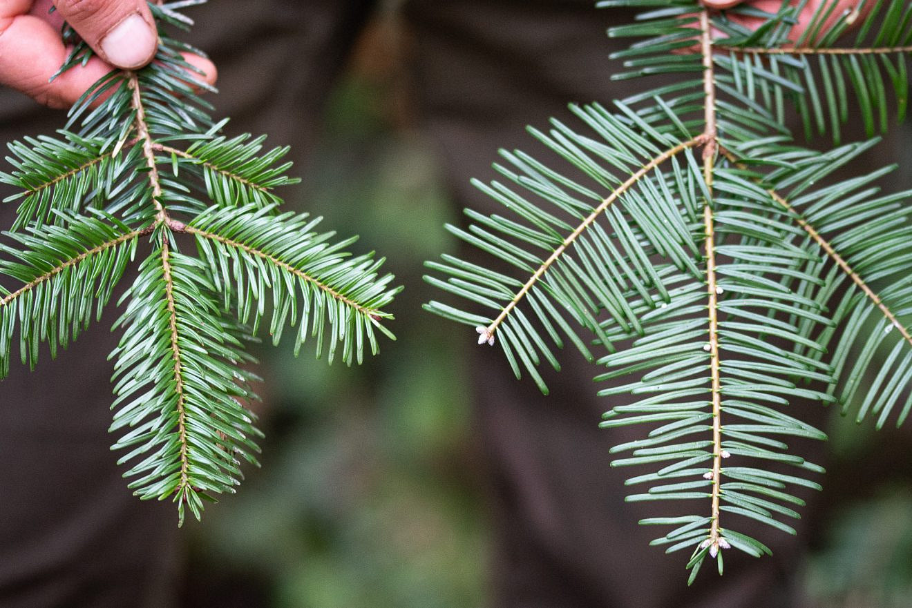 Unsere Bäume Die Weißtanne (Abies alba) Forst erklärt