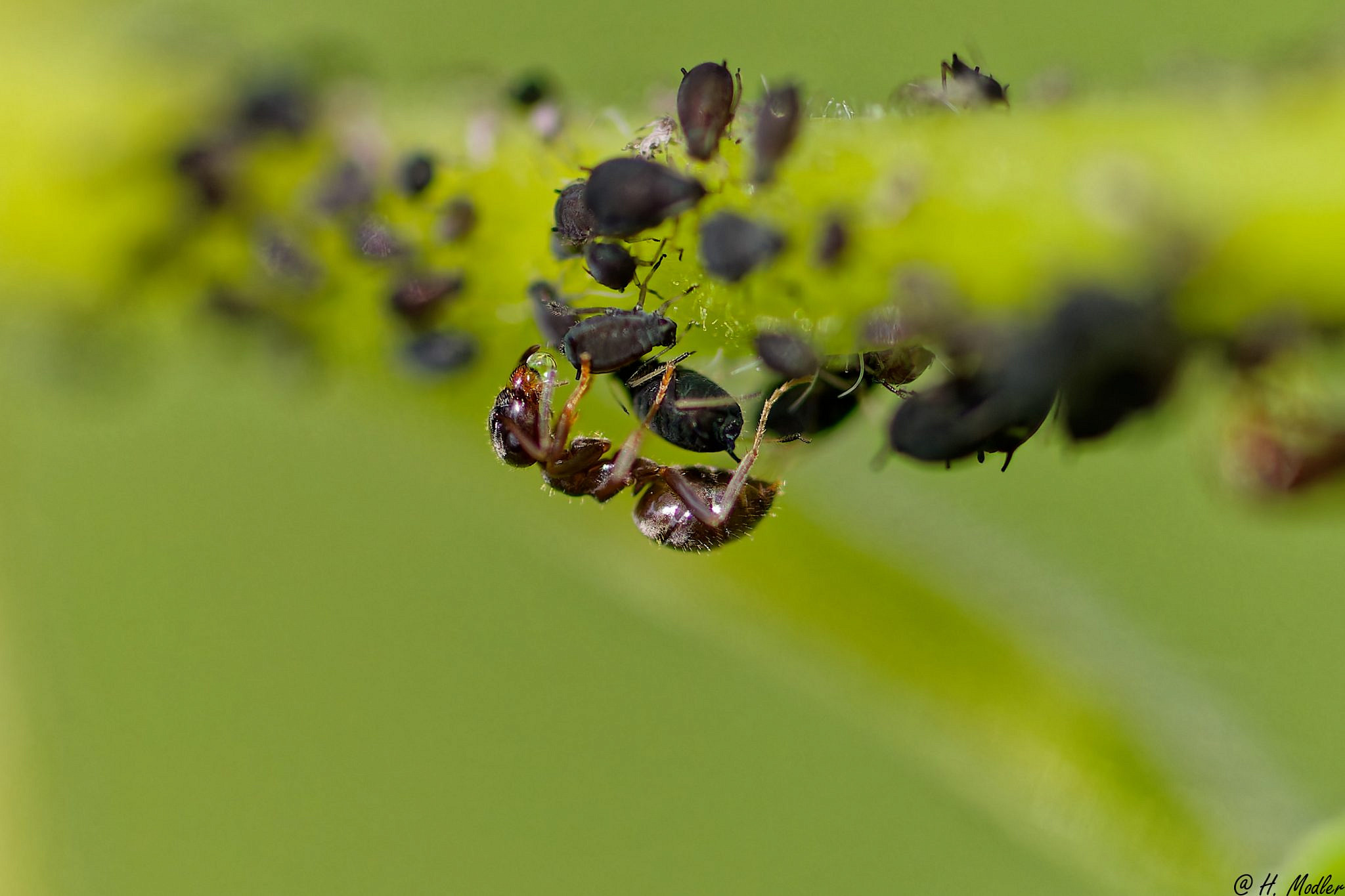 Ameisen starke Wundertiere Forst erklärt