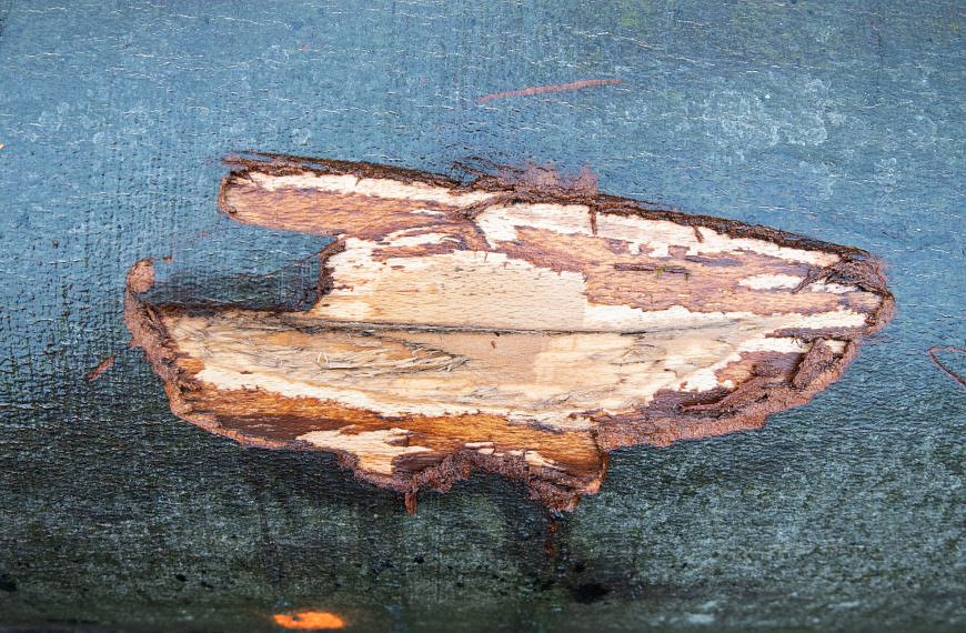 Holzmerkmale – wofür verwenden wir welches Holz?