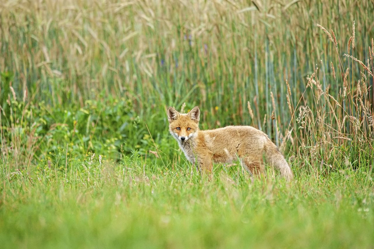 Ein Fuchs Muss Tun Was Ein Fuchs Tun Muss Bedeutung Ein Fuchs muss tun, was ein Fuchs tun muss - Forst erklärt