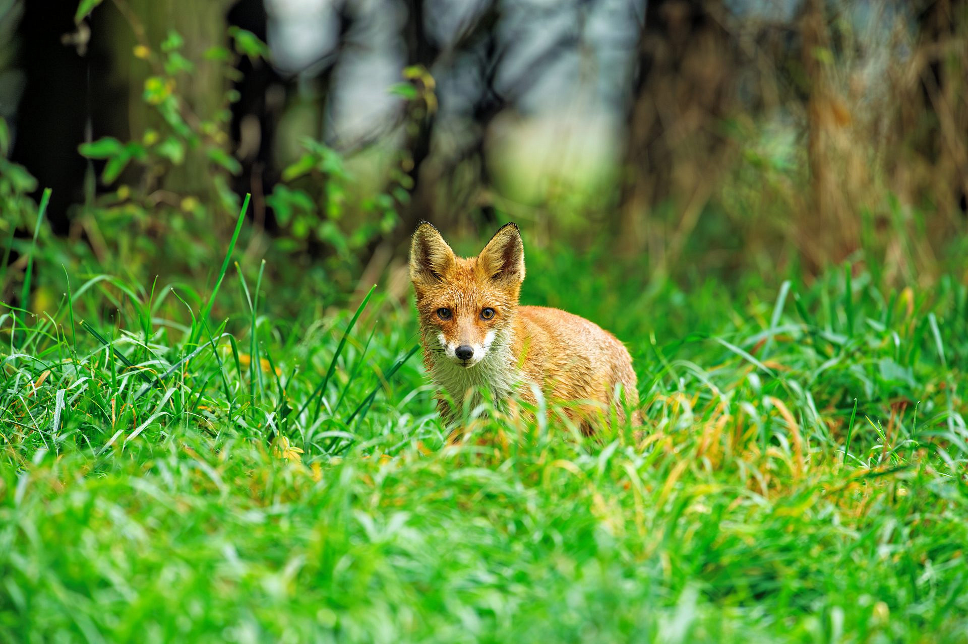 Ein Fuchs Muss Tun Was Ein Fuchs Tun Muss Bedeutung Ein Fuchs muss tun, was ein Fuchs tun muss - Forst erklärt
