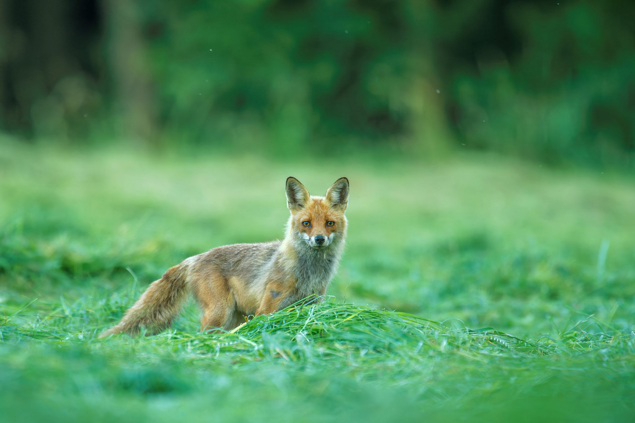 Ein Fuchs Muss Tun Was Ein Fuchs Tun Muss Bedeutung Ein Fuchs muss tun, was ein Fuchs tun muss - Forst erklärt