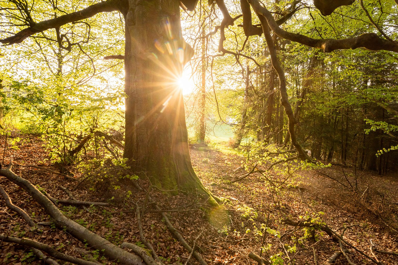 Wälder sich selbst überlassen Durch Prozessschutz zum Urwald? Forst