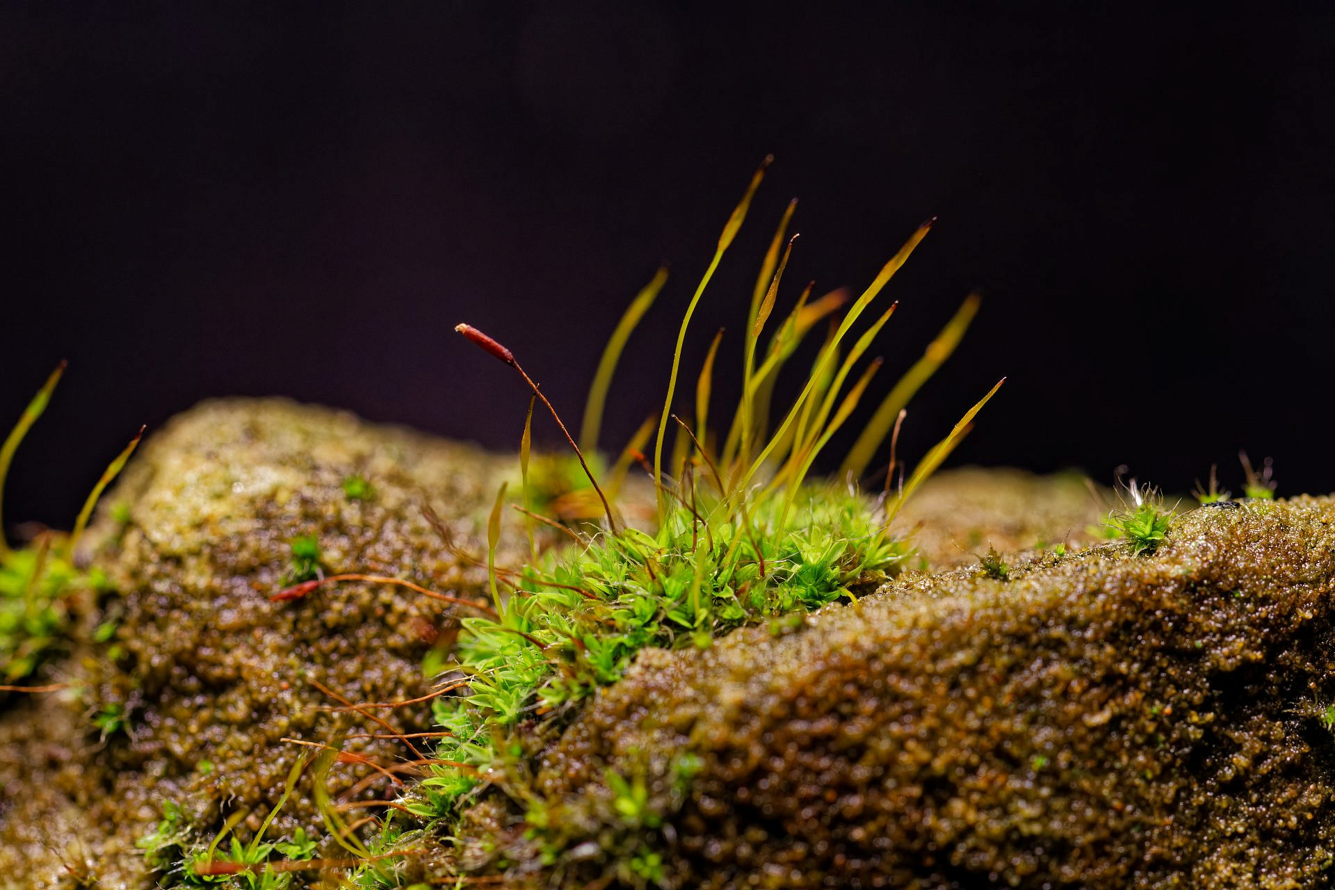 Moose - der Wunderteppich des Waldes - Forst erklärt