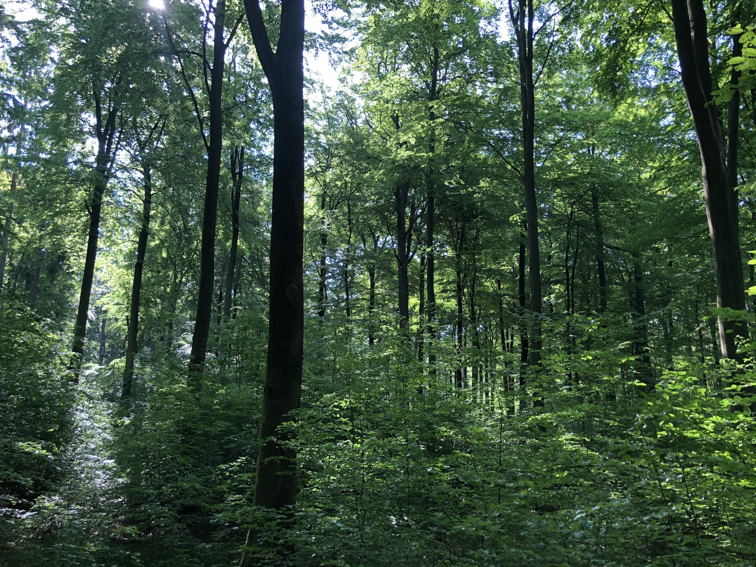 Von der Monokultur zum klimastabilen Mischwald – So gelingt der Waldumbau