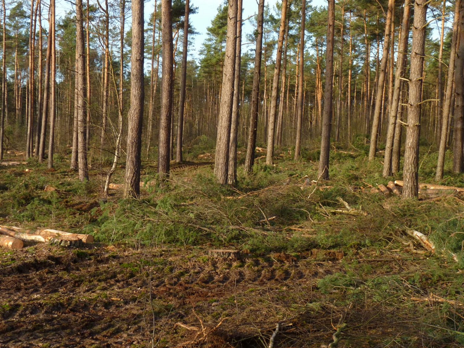 Von der Monokultur zum klimastabilen Mischwald So gelingt der