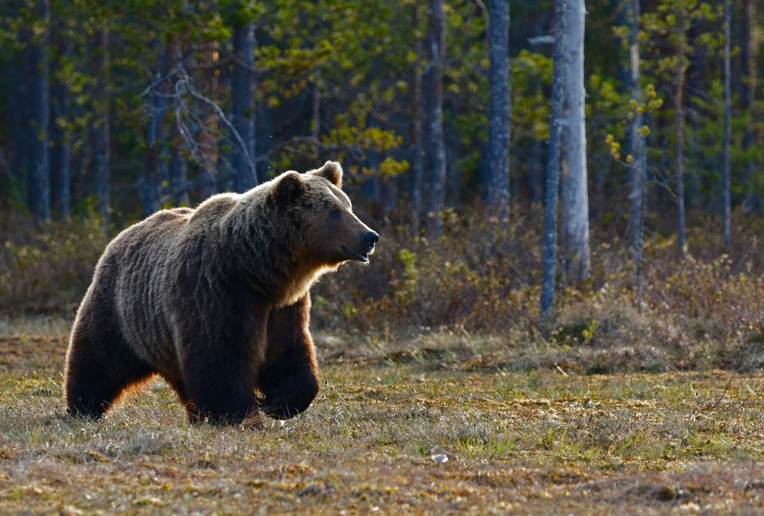 Unser Wild: Der Europäische Braunbär