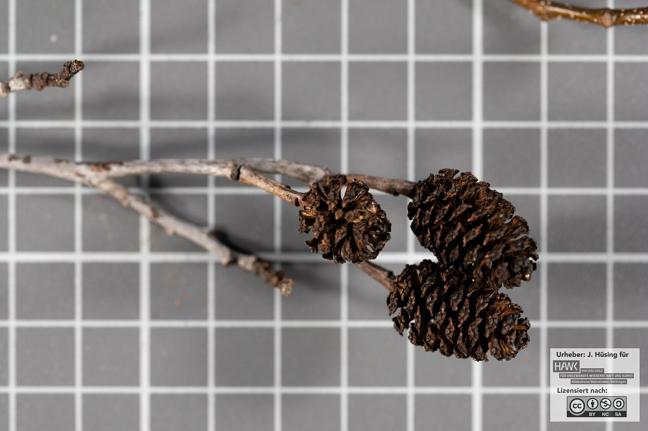 Unsere Bäume Die SchwarzErle (Alnus glutinosa) Forst erklärt