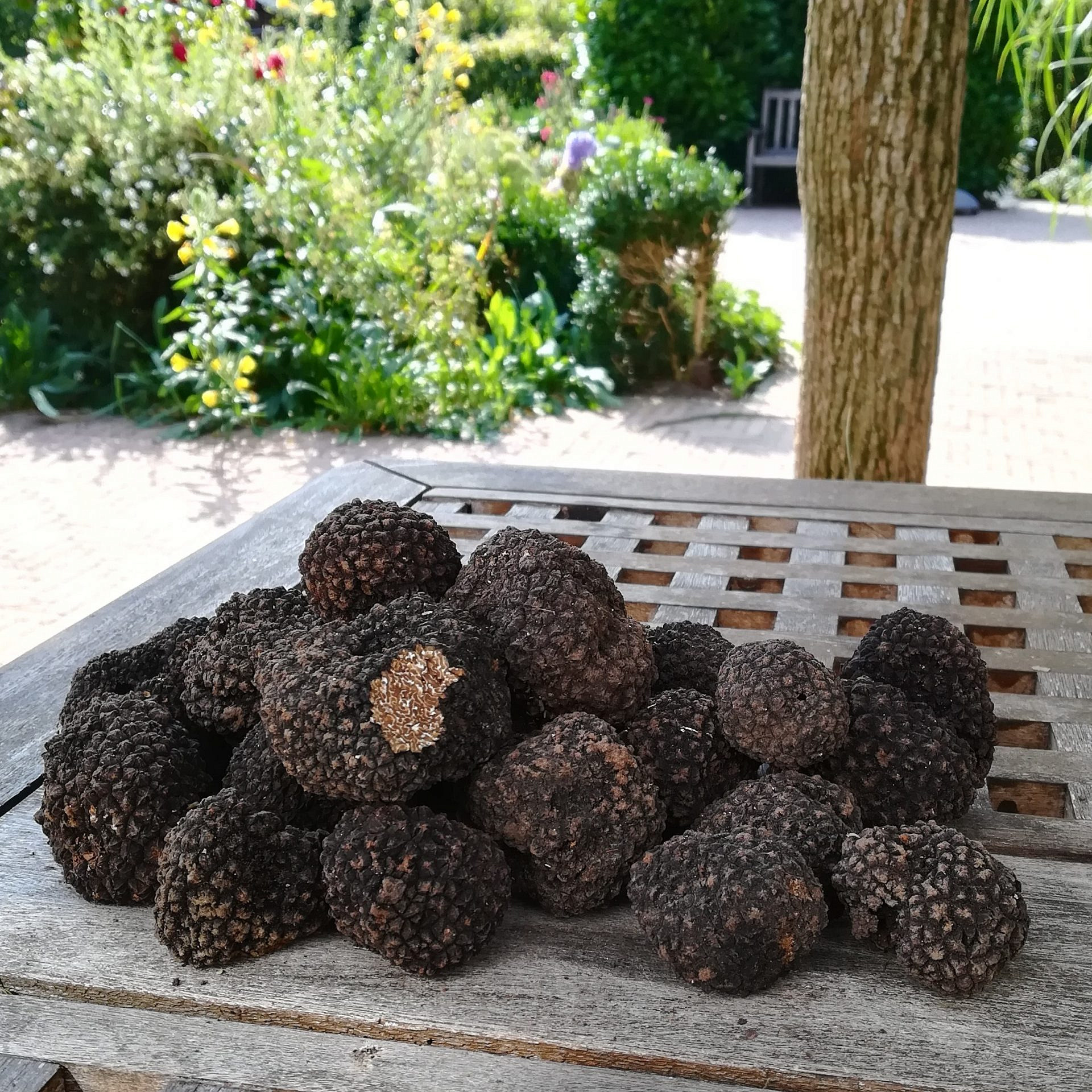 Die Trüffel Deutschlands: Das schwarze Gold des Waldes - Forst erklärt Die Trüffel Deutschlands: Das schwarze Gold des Waldes - Forst erklärt