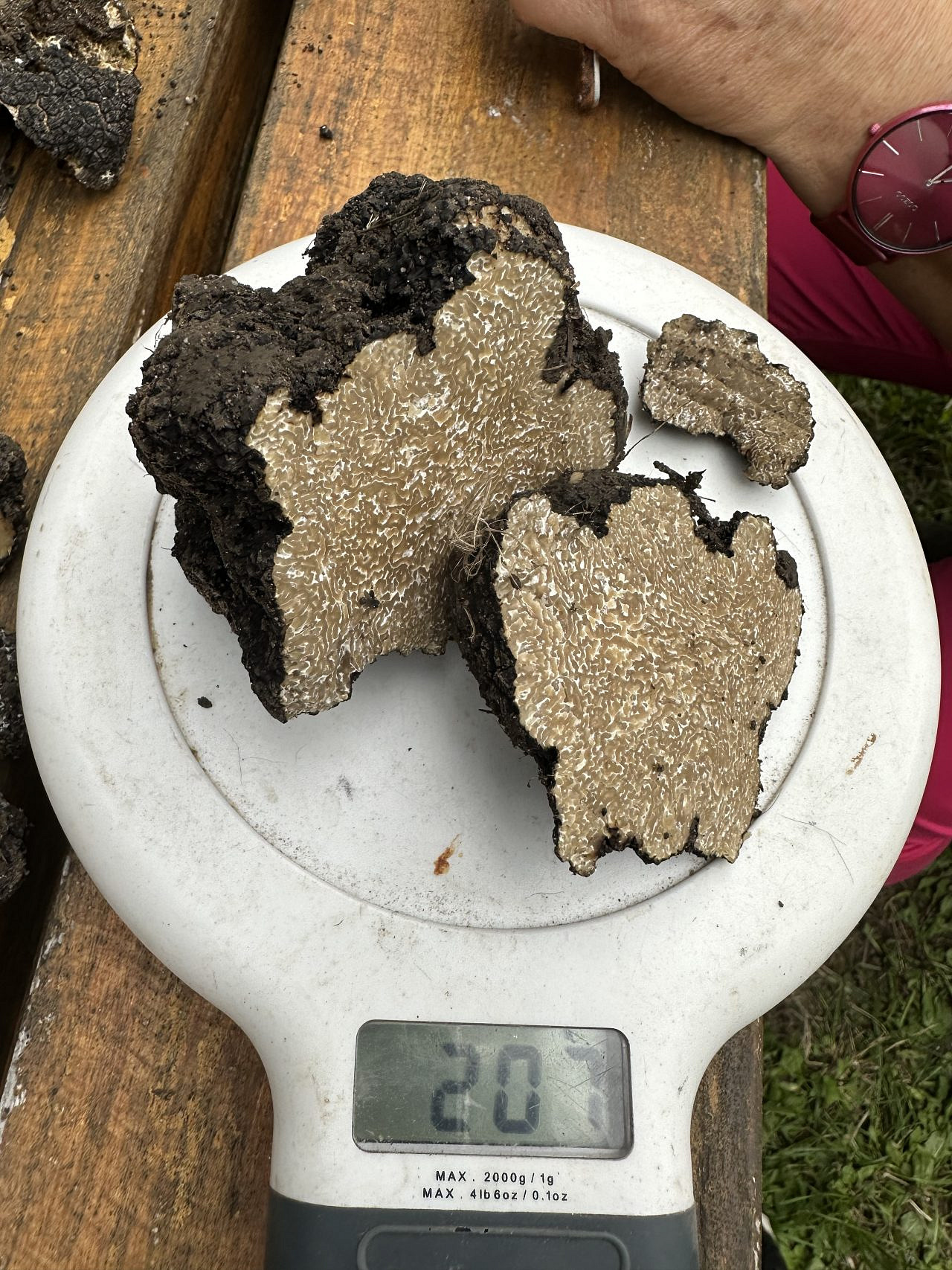 Die Trüffel Deutschlands Das schwarze Gold des Waldes Forst erklärt