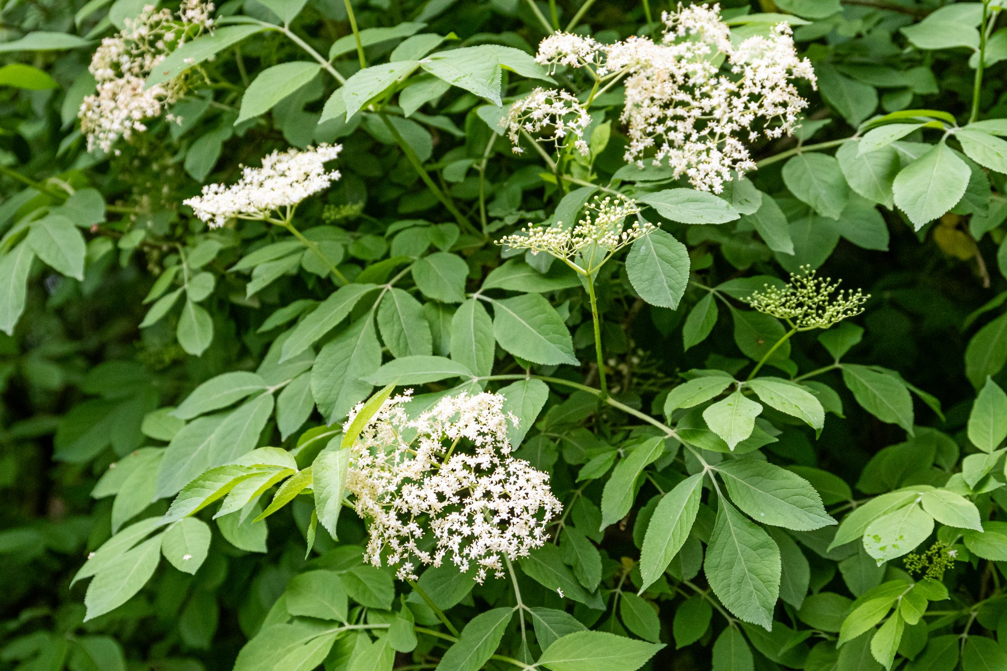 Unsere Sträucher - Schwarzer Holunder (Sambucus nigra) - Forst erklärt