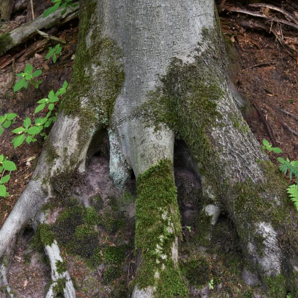 FFHGebiete Naturschutz der besonderen Art Forst erklärt