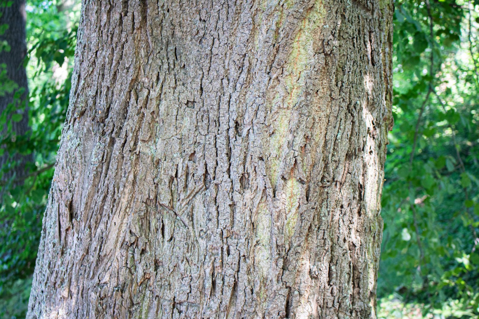 Unsere Bäume Die Sommer und WinterLinde Forst erklärt