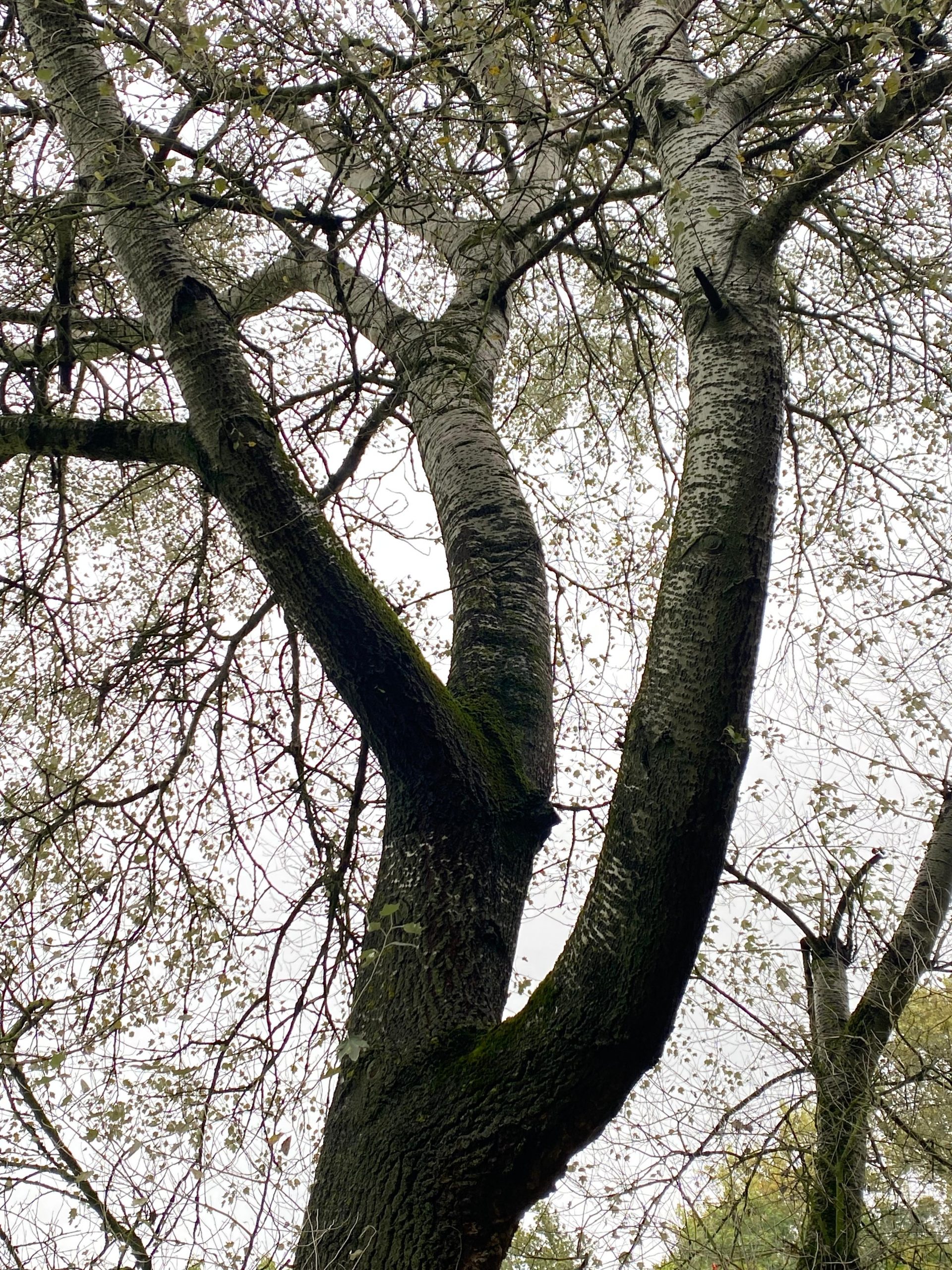 Unsere Bäume Die SilberPappel (Populus alba) Forst erklärt