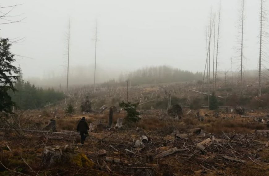 Warum sieht unser Wald so schei&szlig;e aus?