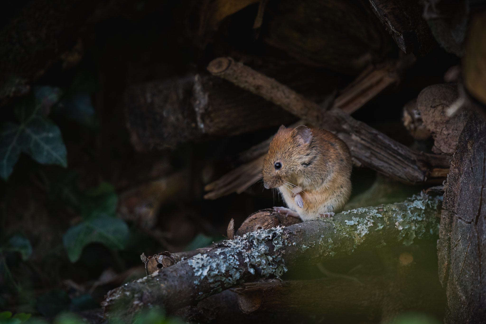 Klein Aber Fein Maus Im Wald Forst Erkl rt klein-aber-fein-maus-im-wald-forst-erkl-rt