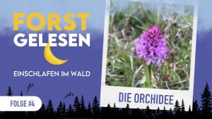 Forstgelesen #4 – Die Orchidee