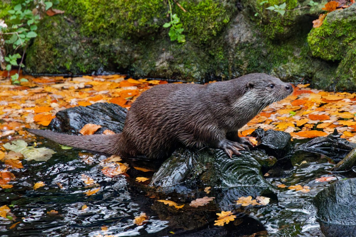 Was für ein OtterLeben Forst erklärt