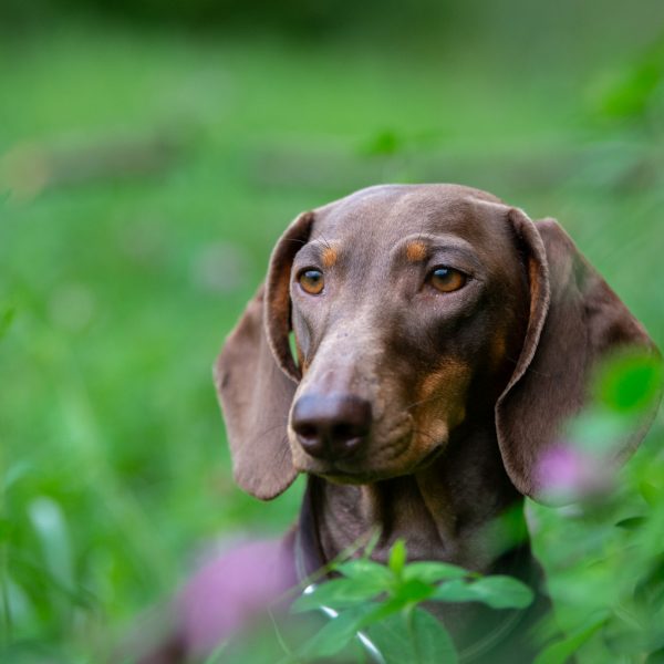 Unsere Jagdhunde: Der Dackel