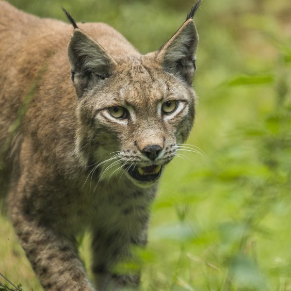 Unser Wild: Der Luchs