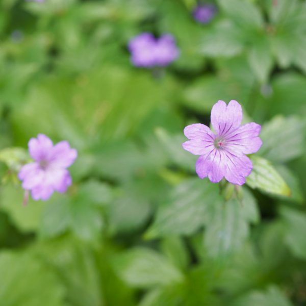 Ohne Netz im Wald: Bestimmungsbücher