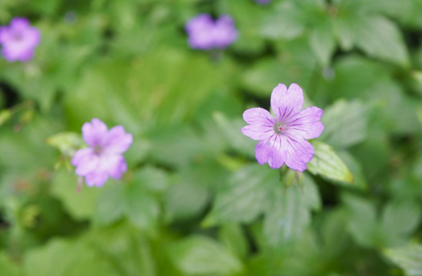 Ohne Netz im Wald: Bestimmungsbücher