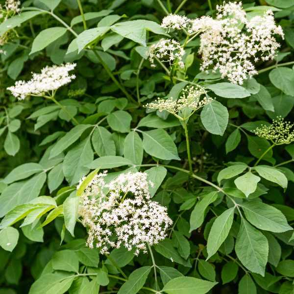 Heilpflanzen des Waldes