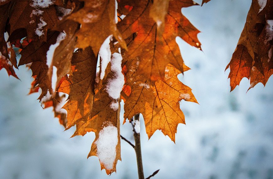 Unsere B&auml;ume &ndash; Die Roteiche (Quercus rubra)