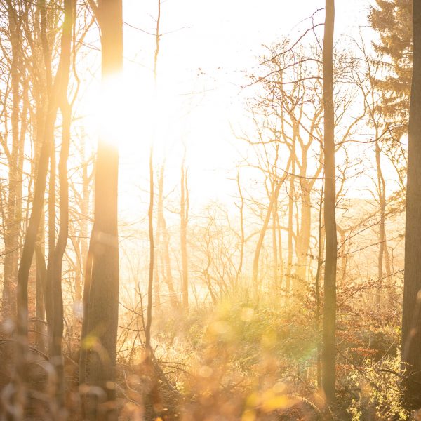 Wald und Kommunikation – OPTKOM