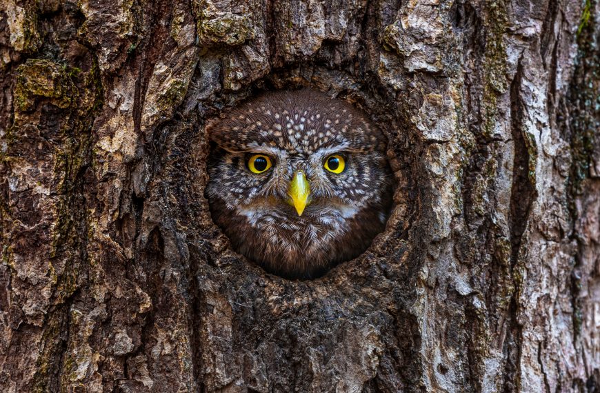Unsere Vögel: Der Sperlingskauz