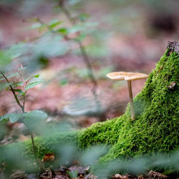 Pilzjahr 2025  – Eine erfolgreiche Sammel-Saison