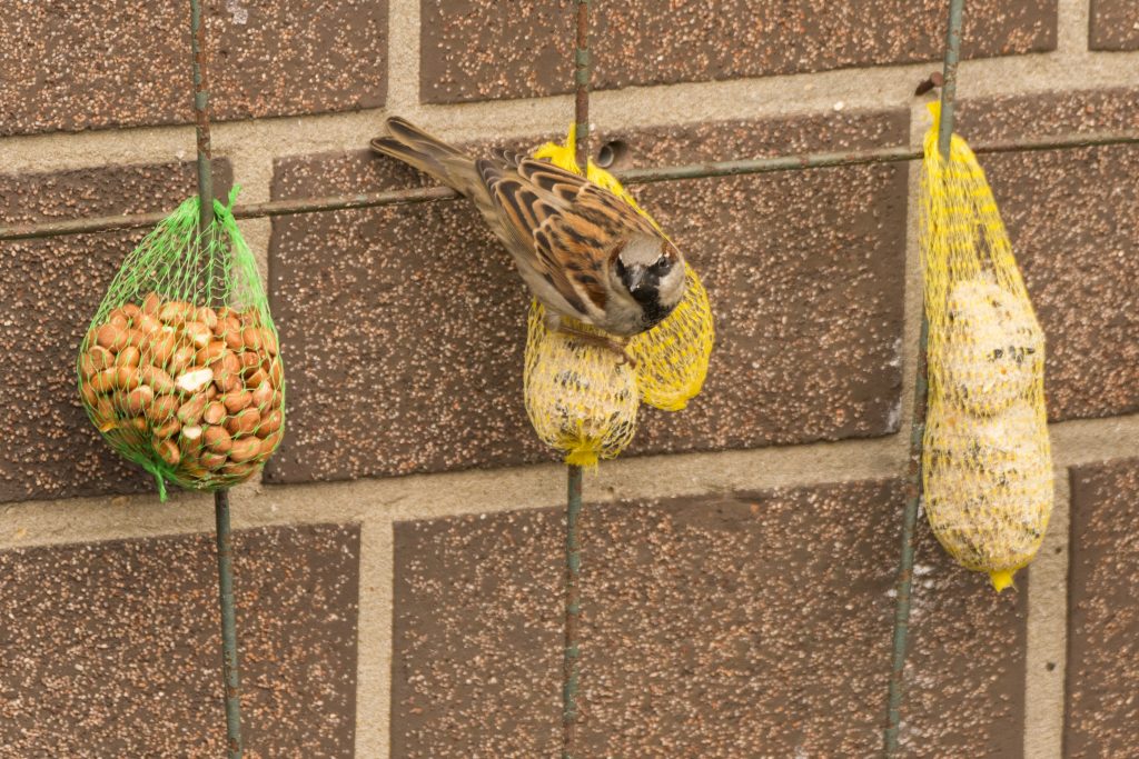 Es hängen drei Beutel mit Vogelfutter aus, auf dem mittleren sitzt ein Vogel