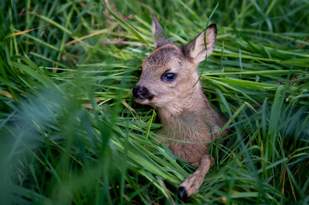 Ein Rehkitz liegt im Gras