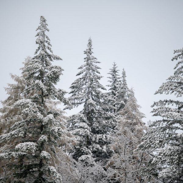 Darf ich Wildtiere füttern – Weihnachten Gutes für die Wildtiere tun
